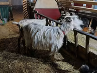 Cabra, Cabras — foto 4