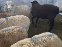 كبش, Hissar sheep — الصورة 6