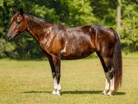 Бие, American paint horse — 2-сурет