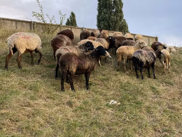 Oveja, Ovejas