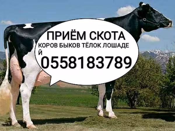 Holstein-race