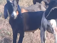 Billy Goat, Nubian Goat — photo 2