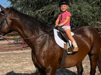 Stute, Quarter Horse — Foto 1