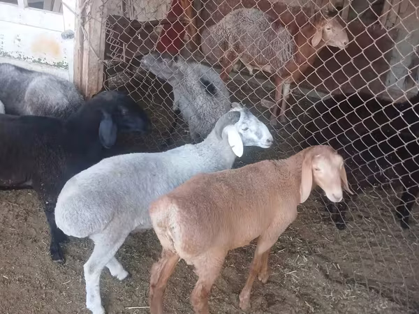 كبش, الأغنام — أوزبكستان