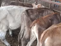 Сиыр, Simmental cattle — 3-сурет