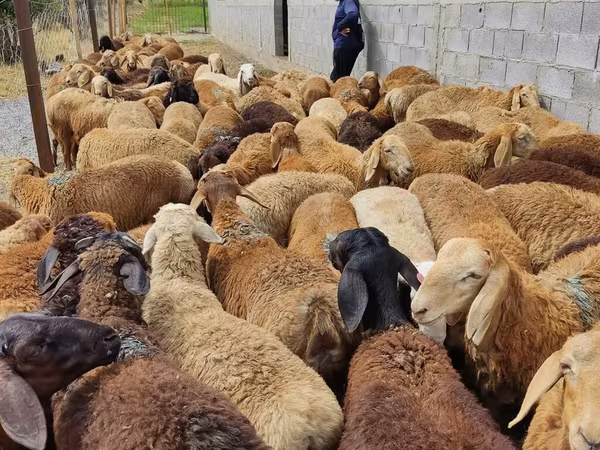 Бараны