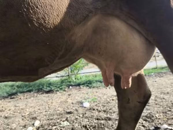 Vaca, Raza Alatau