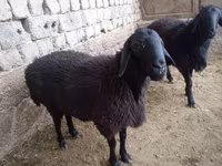 كبش, الأغنام — الصورة 1