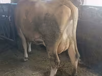 Vaca, Swiss cattle — foto 4