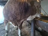 Bulle, Simmental cattle — Foto 2