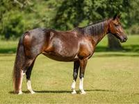 Бие, American paint horse — 1-сурет