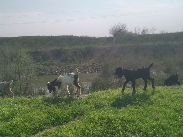 Эчки теке, Нубий эчкиси же англо-нубийская