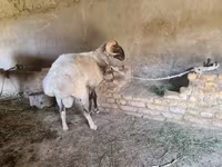 Кочкор, Рён кочкору — сүрөт 3
