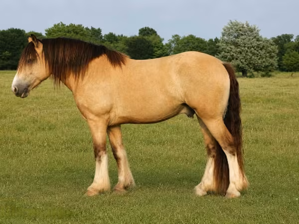 Caballo, Gypsy horse