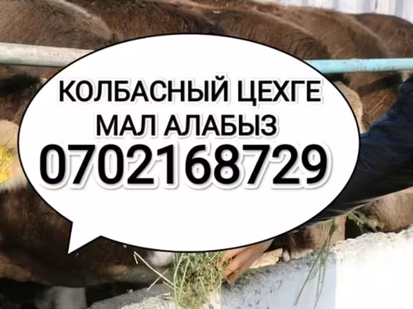 Коровы