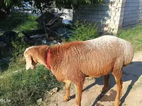 Widder, Agin sheep — Foto 2