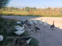 Geese — 3-rasm