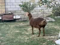 Кочкор, Гиссар койу — сүрөт 4