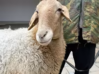 نعجة, Awassi sheep — الصورة 8