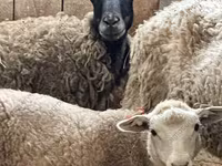 Qoʻchqor, Katum sheep — 8-rasm