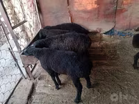 Carnero, Ovejas — foto 3