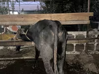 Toro, Ganado vacuno — foto 7