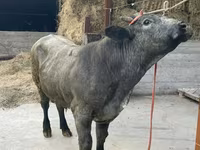 Bull, Belgian Blue — photo 4
