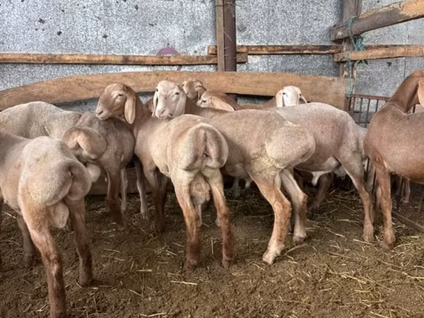 Арашан