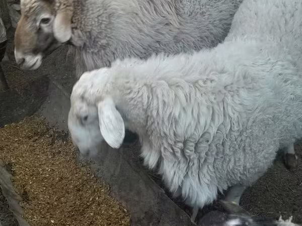 Кочкор, Романов койу — Өзбекстан