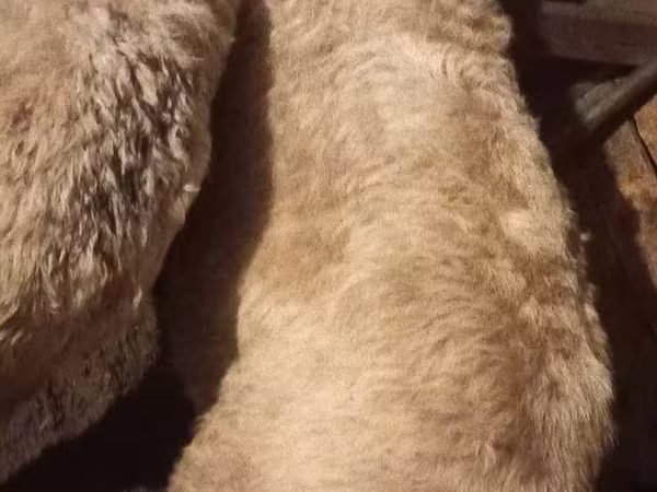 Кочкор, Койлор