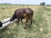 母牛, Cattle — 照片 2