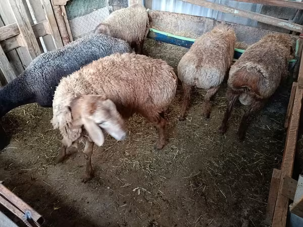 گوسفند