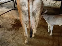 Sigir, Swiss cattle — 2-rasm