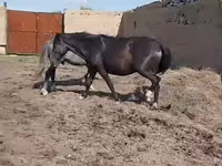 Stute, Horse breed — Foto 3