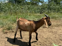बकरा, Nubian Goat — फ़ोटो 2