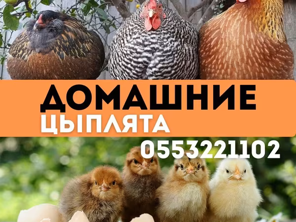 Кучинская юбилейная