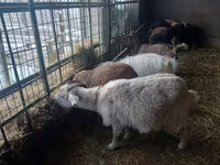 बकरी, Alpine goat — फ़ोटो 2