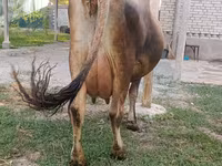 गाय, मवेशी — फ़ोटो 8