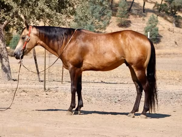 Caballo, Quarter Horse