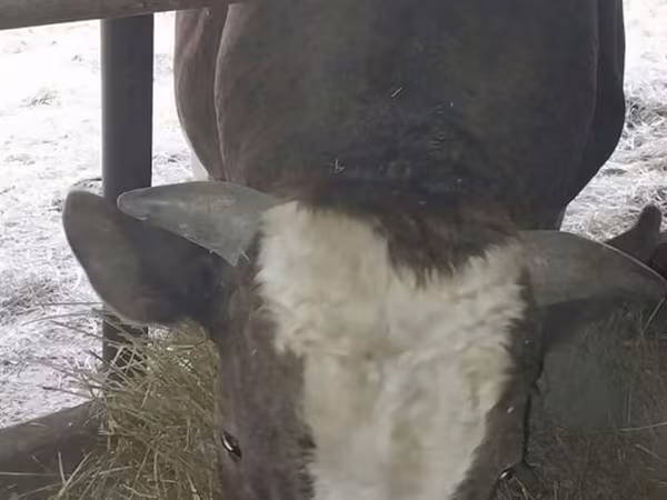 公牛, Cattle