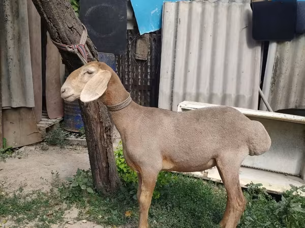 Кочкор, Эдильбай койу