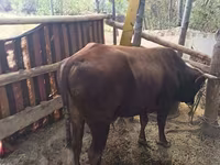 Toro, Ganado vacuno — foto 2