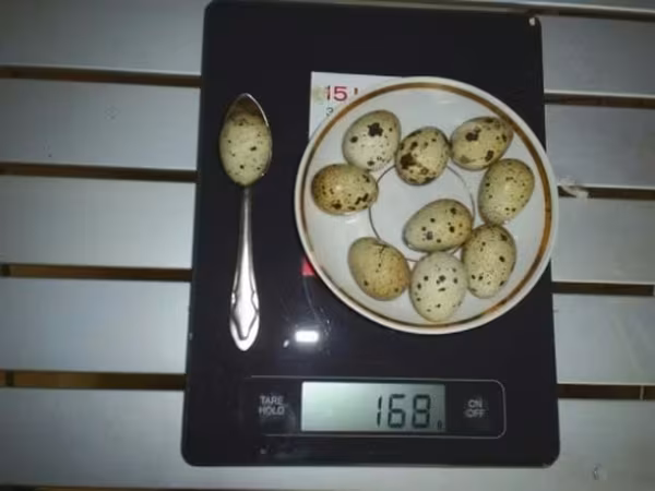 Бөдөнөлөр