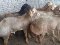 Кочкор, Эдильбай койу — сүрөт 1