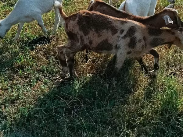 Cabra, Cabras