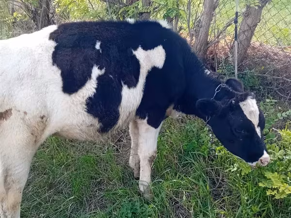 Kuh, Holstein-Rasse