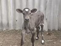 Bulle, Swiss cattle — Foto 3