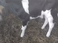 Bull, Holstein breed — photo 3