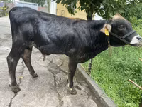 ثور, هيرفورد — الصورة 5