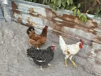 Chickens — 2-rasm